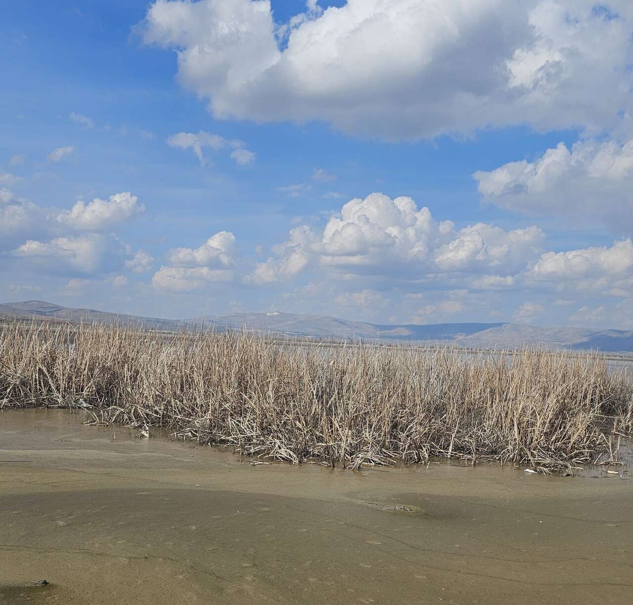 Konya’da kuraklığın vurduğu Çavuşçu Gölü, yaşama tekrar tutundu 9